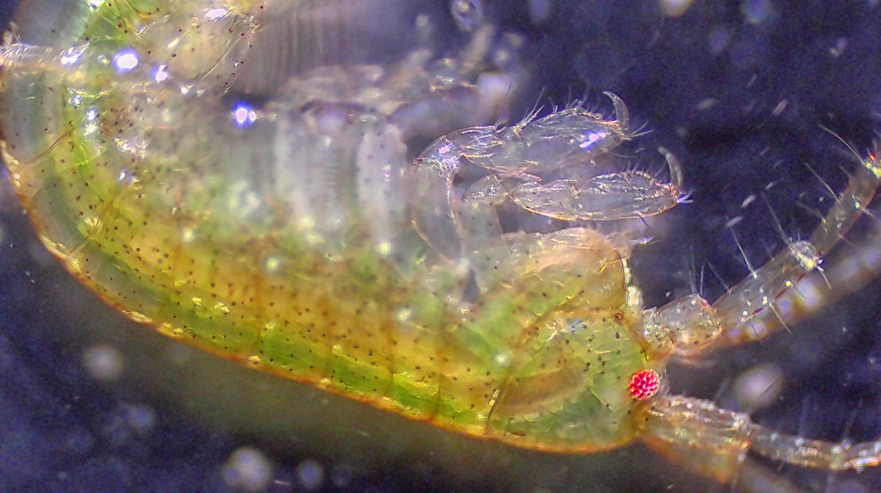Un minuscolo abitante degli scogli: anatomia e biologia di un anfipode marino